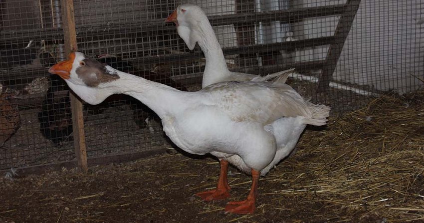 Холмогорський гуси