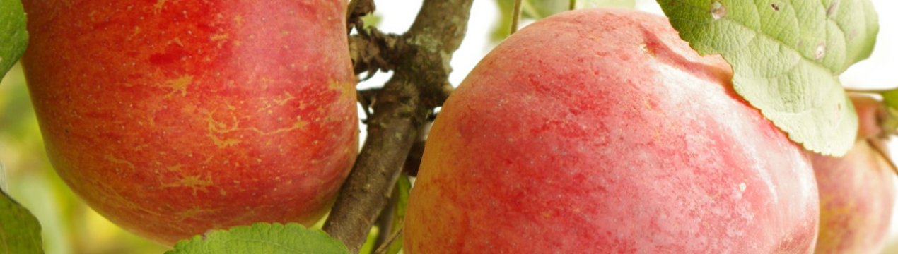 Особливості вирощування яблуні сорту Ветеран