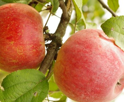 Особливості вирощування яблуні сорту Ветеран