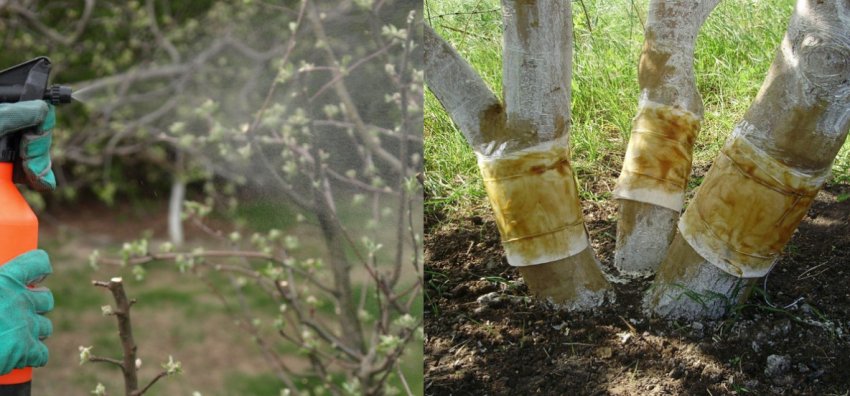 Профілактика хвороб і шкідників