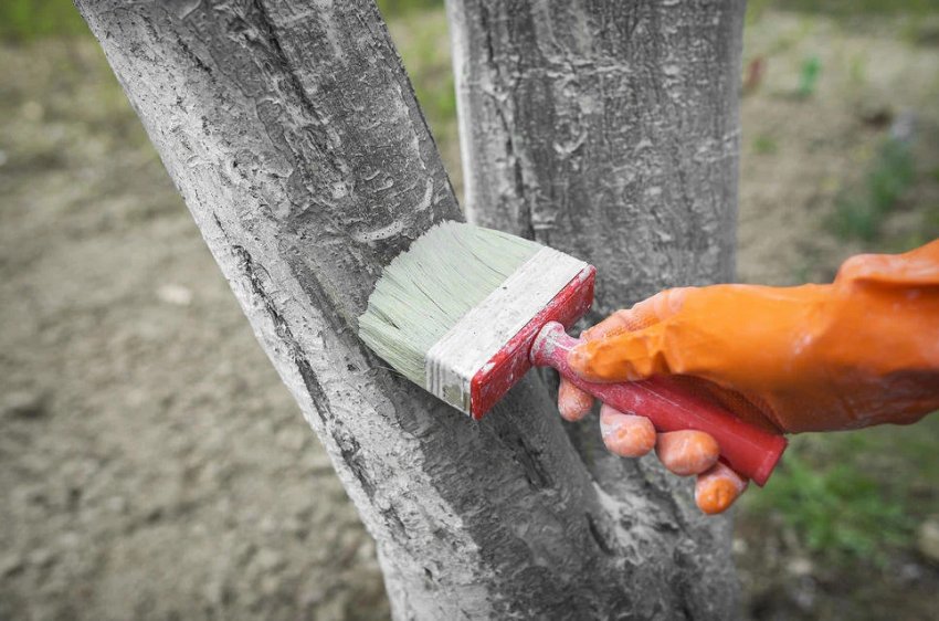 Побілка стовбура яблуні