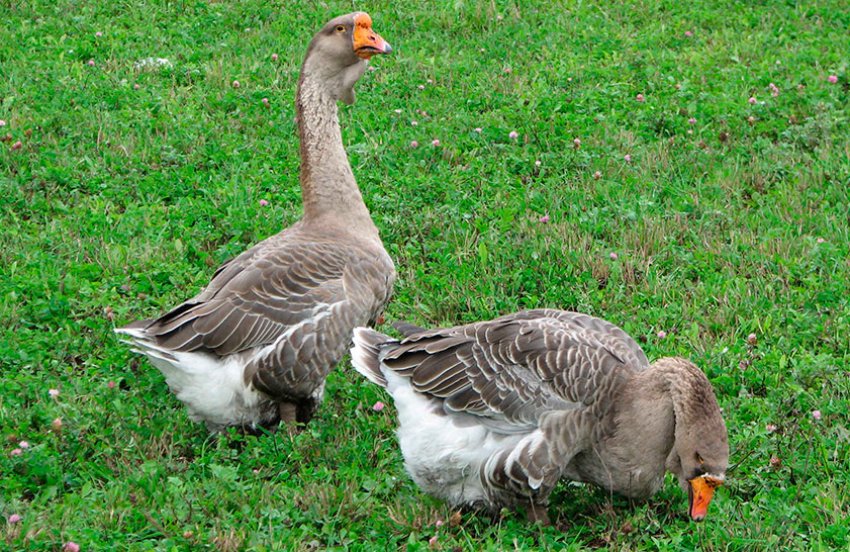 Холмогорський гуси