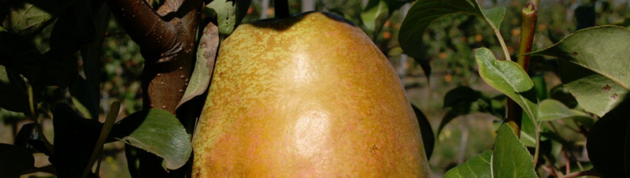 Сорт груші Говерла: опис і характеристика, особливості успішного вирощування