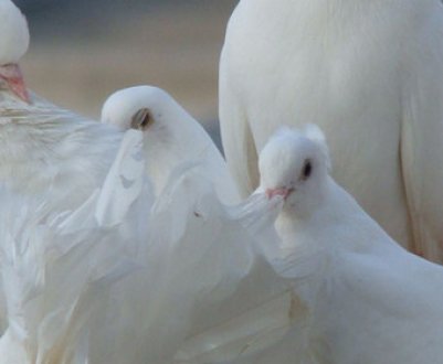 Все про лову голубів