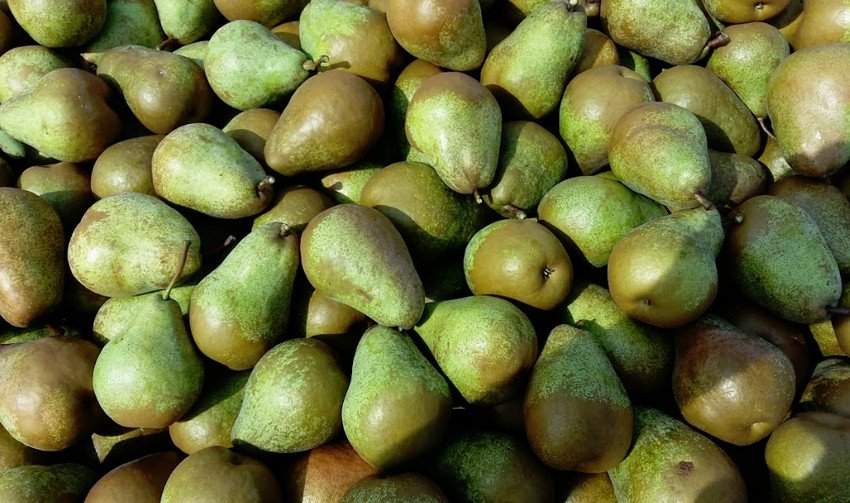 Груша Говерла