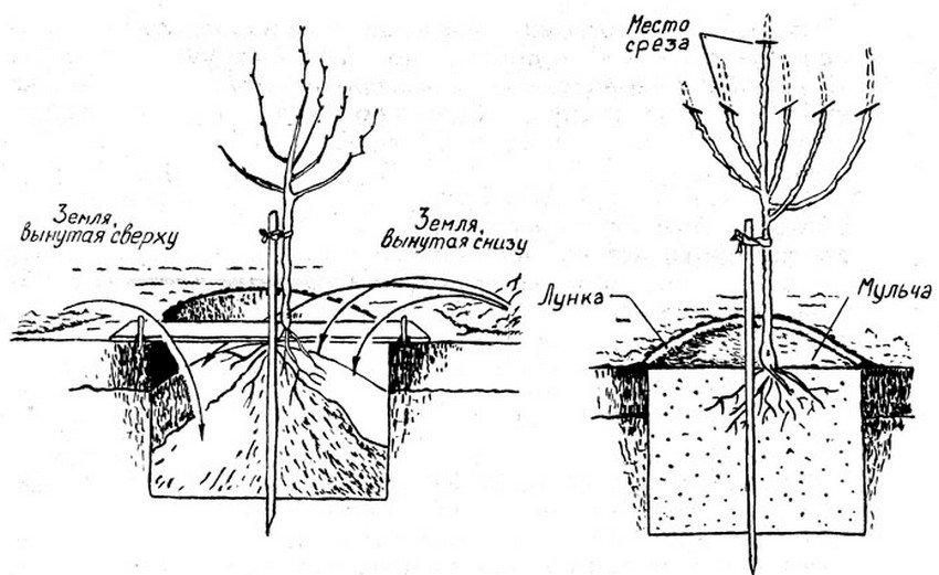 Схема посадки груші