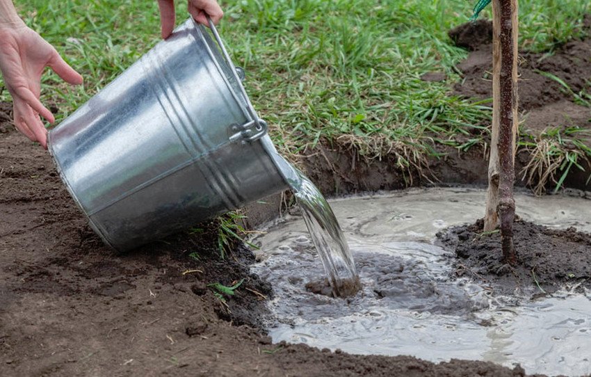 Полив груші