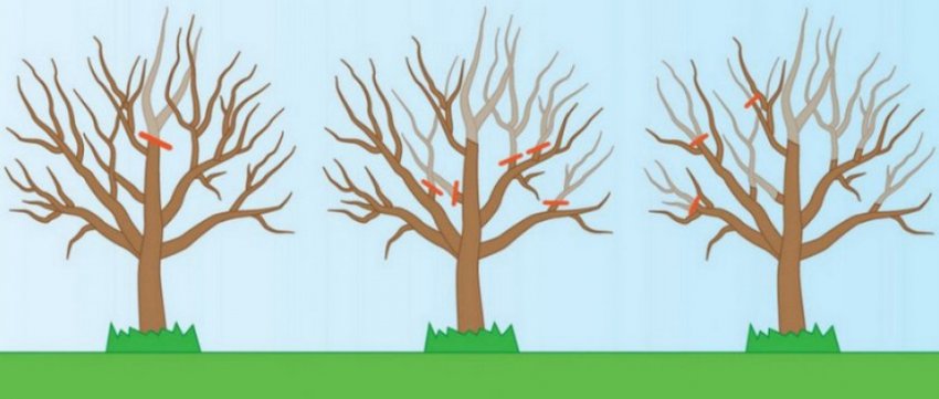 Обрізка яблуні