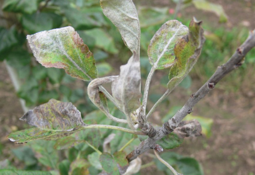 Борошниста роса на яблуні