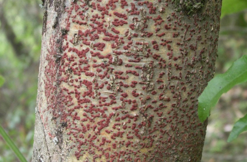 Цитоспороз яблуні