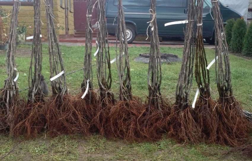 Саджанці груші