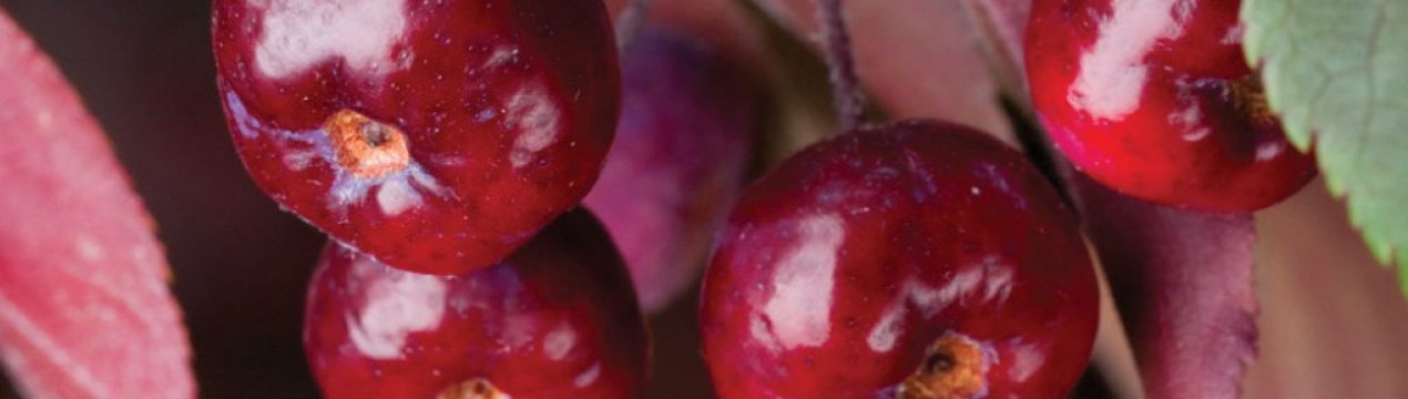 Особливості посадки та догляду за декоративними яблунею сорти Роялті