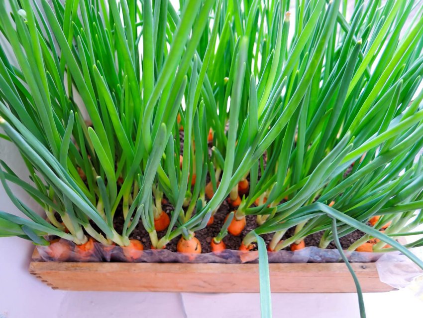 Зелень цибулі Зелень цибулі