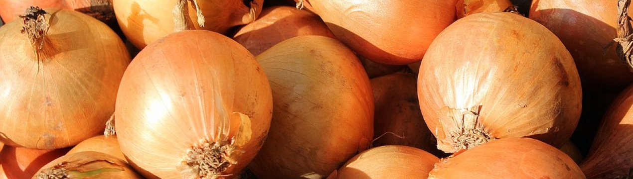 Фермери Західної України освоюють вирощування цибулі