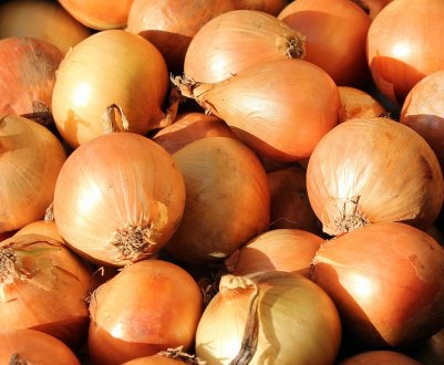 Фермери Західної України освоюють вирощування цибулі