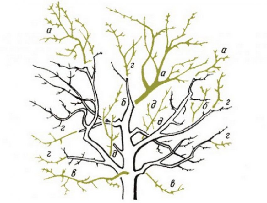 Обрізка яблуні Обрізка яблуні