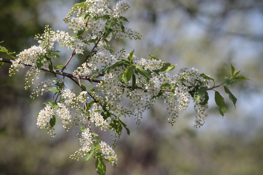 Цвітіння черемхи Цвітіння черемхи