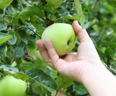 Особливості вирощування та догляду за яблунею «Кроха»