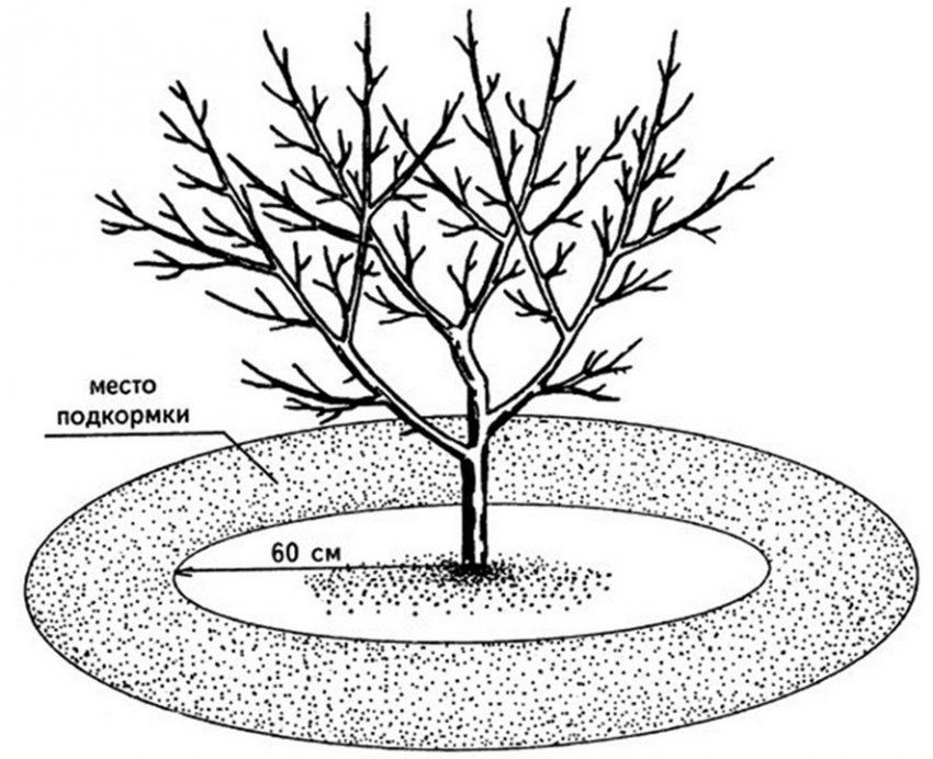 Схема добрив яблуні Схема добрив яблуні