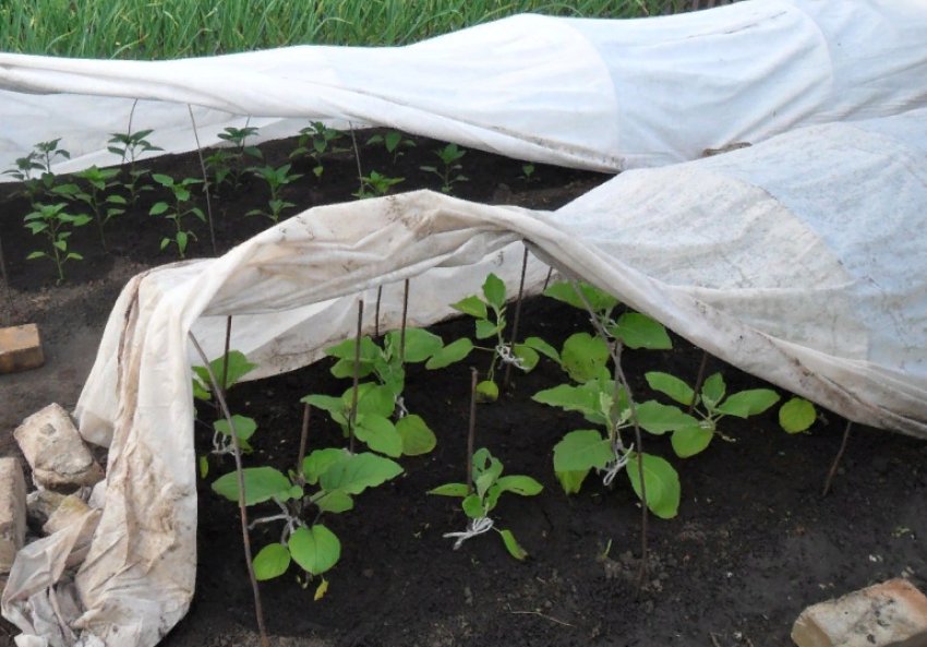 Укриття від холодів Укриття від холодів