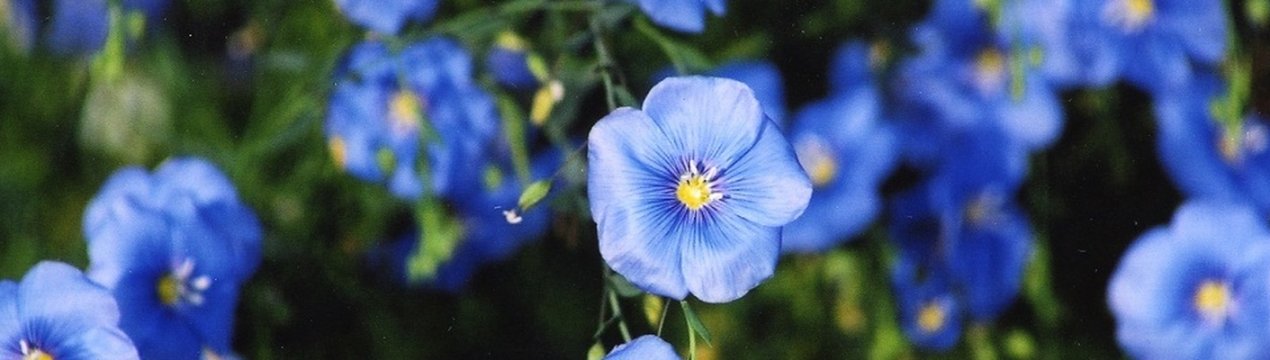 Білоруськими вченими виведено два нових сорти льону-довгунця