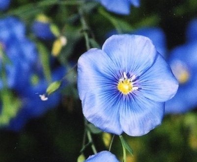 Білоруськими вченими виведено два нових сорти льону-довгунця