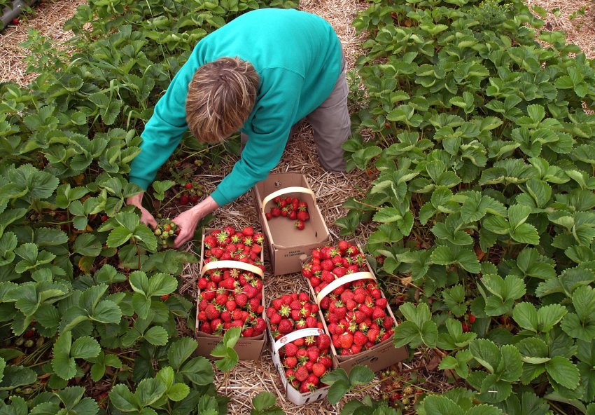 Збір полуниці Збір полуниці