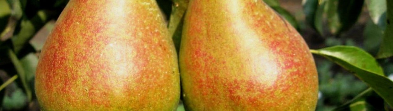 Особливості вирощування та догляду за грушею сорту Таврійська