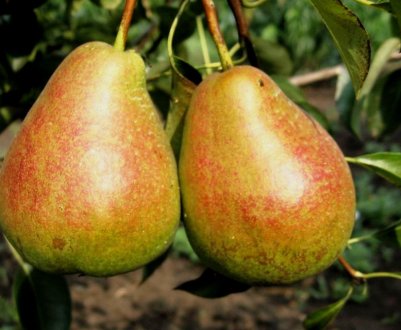 Особливості вирощування та догляду за грушею сорту Таврійська