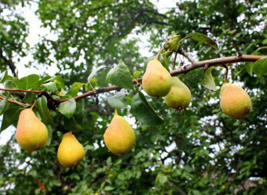 Груша Таврійська