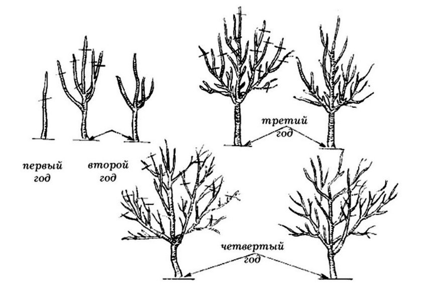 Обрізка яблуні