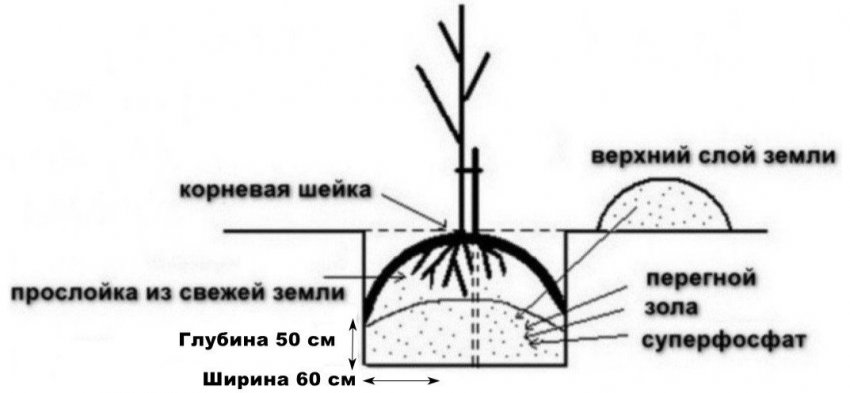 Схема посадки саджанці груші