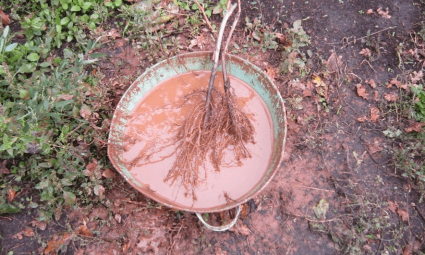 Коріння саджанця груші в глиняного говорунці