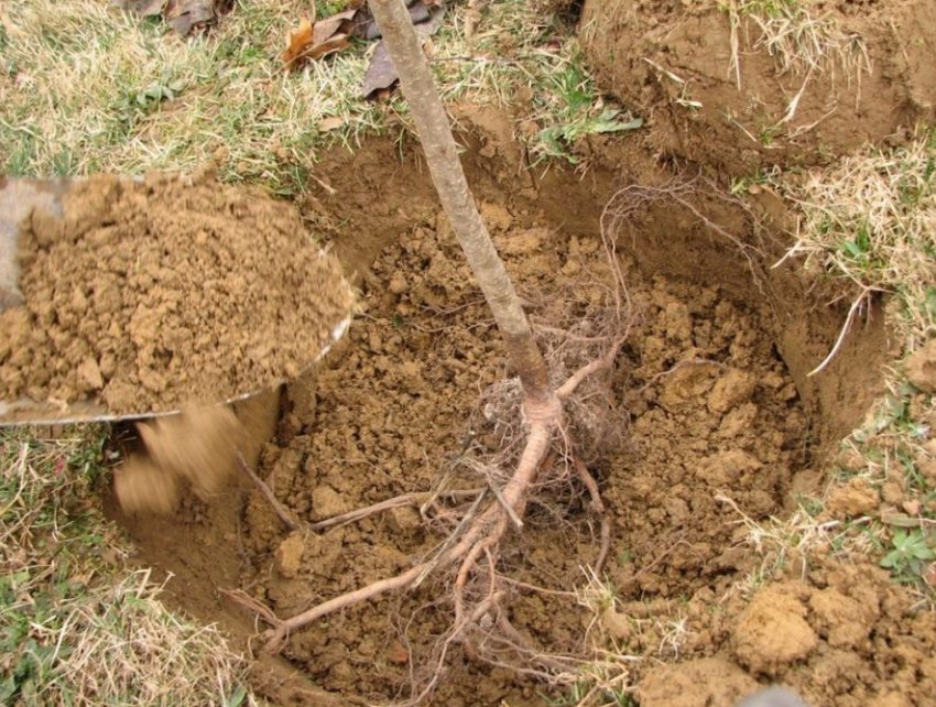 Посадка саджанця груші