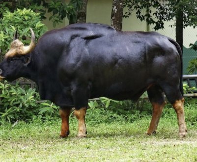 Найбільші та найменші корови світу