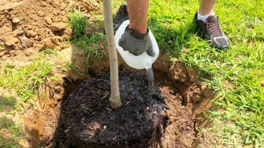 Полив саджанців груші