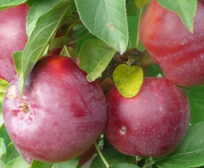 Сорт яблуні Московське намисто: характеристика та особливості вирощування