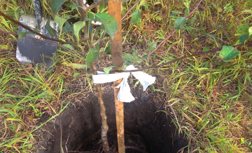 Підв'язка саджанці груші