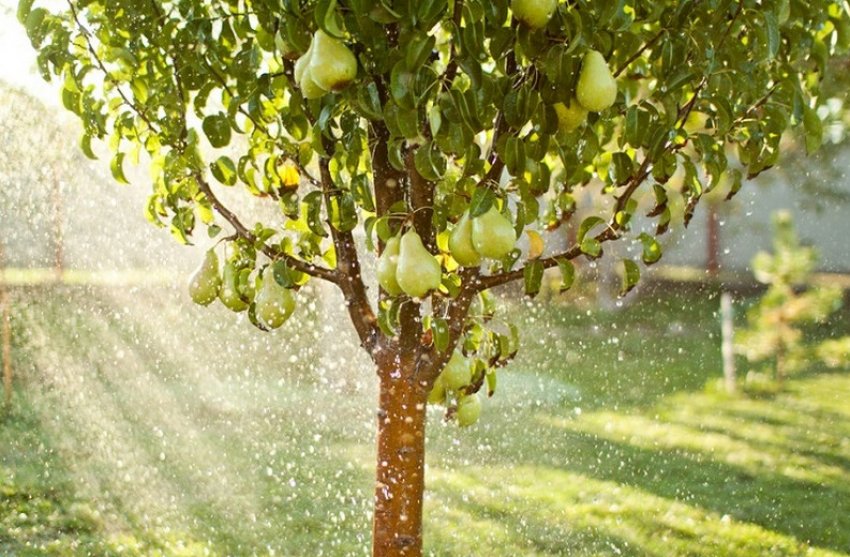 Полив груші