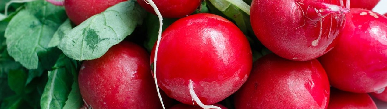 Українські агропідприємства не беруться вирощувати редиску