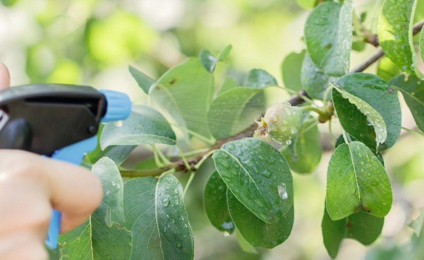 Обприскування груші