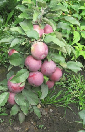 Врожайність сорту Врожайність сорту