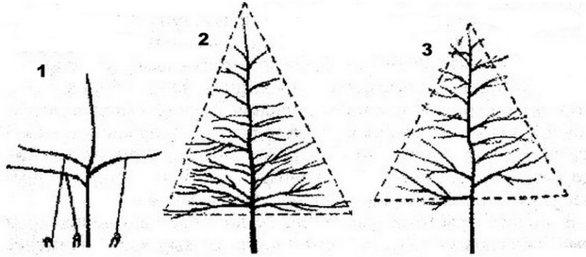 Схема обрізання груші