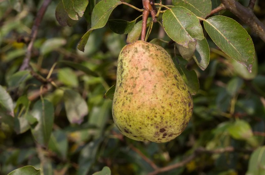 Парша на плодах груші