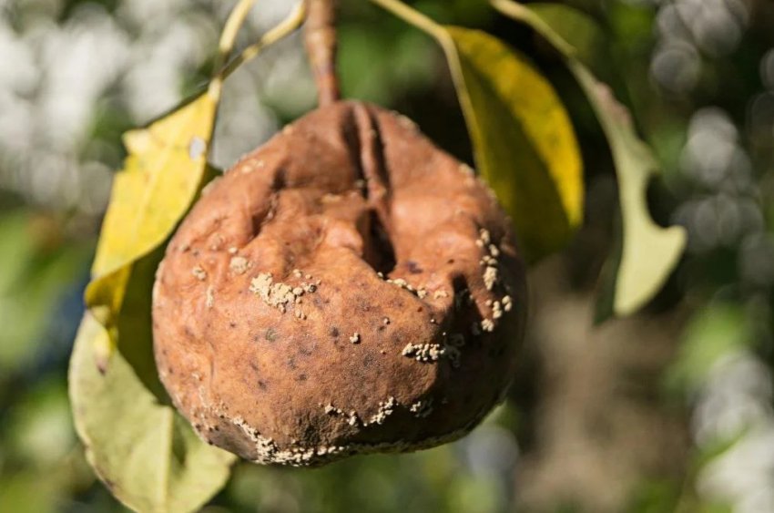 Моніліоз на плодах груші