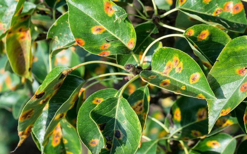 Іржа на листках груші