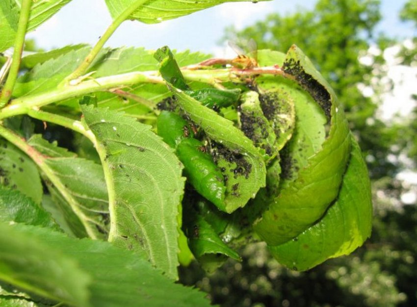 Попелиця на листках груші