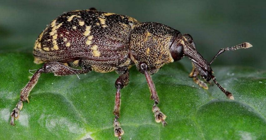 Квіткоїд або грушевий довгоносик