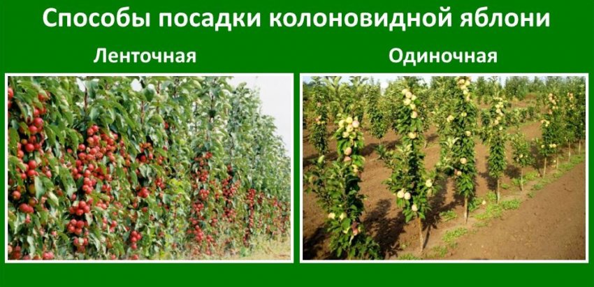 Способи посадки колоновидної яблуні Способи посадки колоновидної яблуні