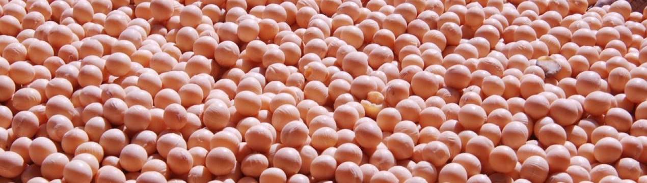 Сільськогосподарські підприємства вирощують 88% всієї сої України